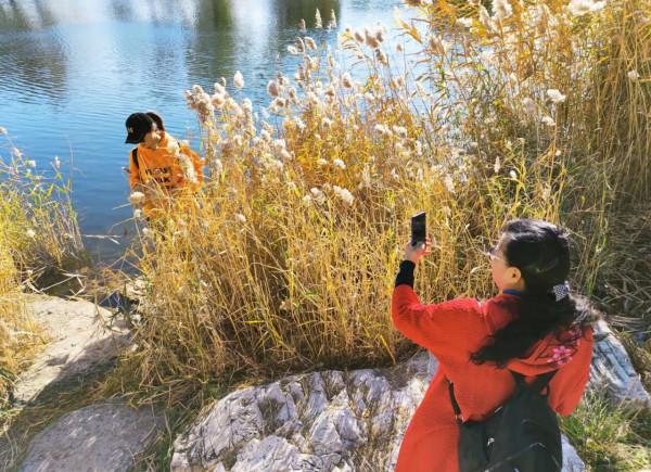 北京玉淵潭公園：蘆花秋歌