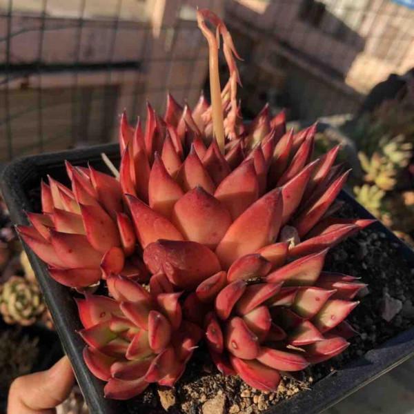 「奇聞異錄」美物使人愉悅：來自多肉的“自拍”