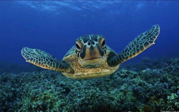 龜為什麼長壽? 龜為什麼長壽?