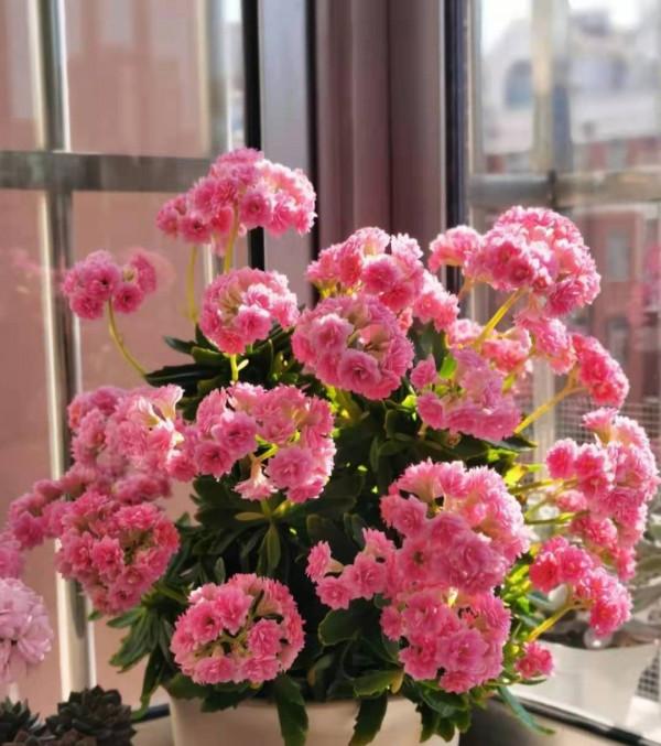 7種花,花期超過大半年,冬天室內依舊綻放 7種花,花期超過大半年,冬天室內依舊綻放