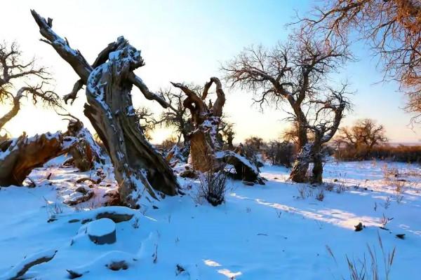 木壘:千年胡楊傲雪林立 木壘:千年胡楊傲雪林立