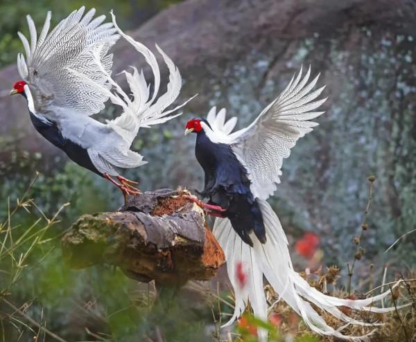 二十種長尾鳥賞析