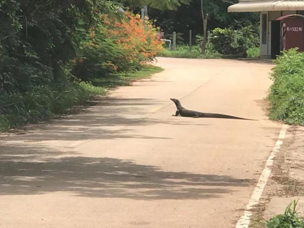 暹羅的精靈——泰國擼貓之旅