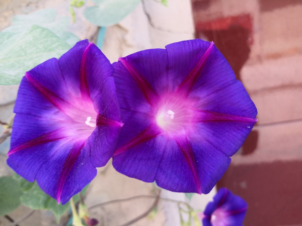 秋天常見的60種花，最全花卉圖譜，收藏起來慢慢看