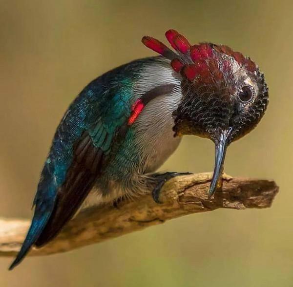 分享——最珍貴罕見的鳥