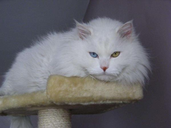 本土貓種獅子貓,一直被稱為“布偶平替”,現在數量遠比布偶稀少 本土貓種獅子貓,一直被稱為“布偶平替”,現在數量遠比布偶稀少