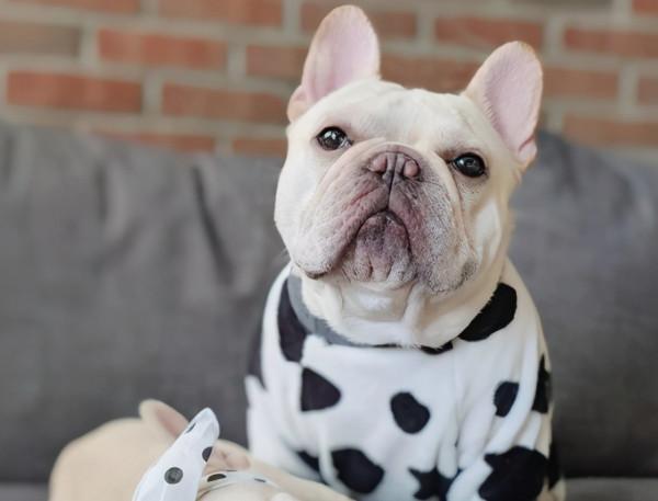 法國鬥牛犬,不要企圖用可愛,掩蓋你的缺點 法國鬥牛犬,不要企圖用可愛,掩蓋你的缺點