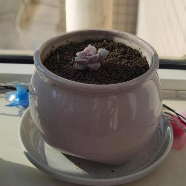 曬曬家裡的小綠植