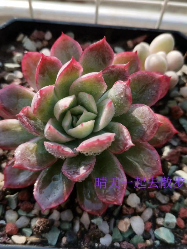 我言秋日勝春朝