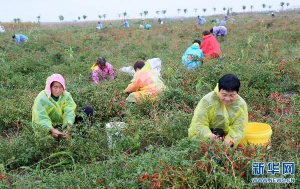 河南汝陽：辣椒田裡的技能賽