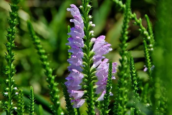5種適合秋天觀賞的草本花卉，開花別具美感，有的還可以做切花