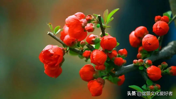 這8種盆景,養家裡寓意“吉祥”,財旺貴人來!難怪有錢人都會種 這8種盆景,養家裡寓意“吉祥”,財旺貴人來!難怪有錢人都會種