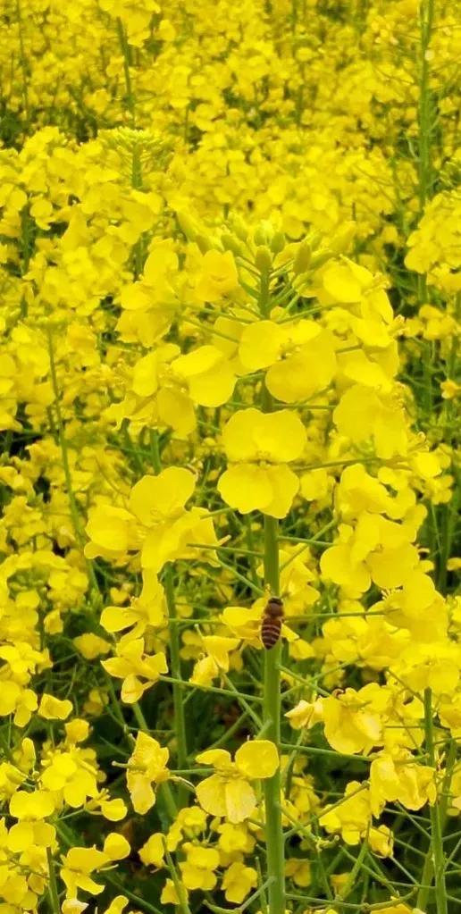 分享圖片，春天來了，滿山遍野的油菜花開了