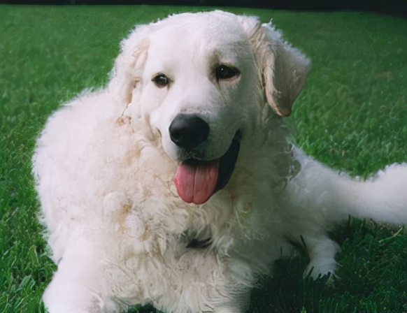 狗狗品種介紹大全！我們應該怎麼挑選適合自己的狗狗？