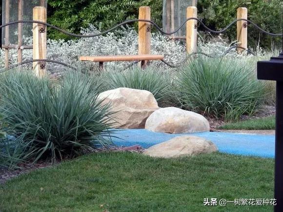 25種觀賞草,觀葉、賞花、好養、皮實,是花園最不可缺少的美景 25種觀賞草,觀葉、賞花、好養、皮實,是花園最不可缺少的美景