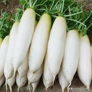 中醫提醒：秋季是呼吸道疾病多發季節，常吃八種食物，清肺養肺