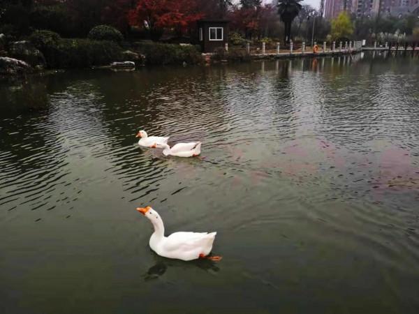 醉人的秋日依然那麼美，淡定從容的白鵝也迷戀……