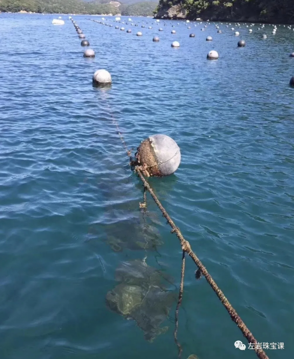 冬日提升氣質必備!南洋金珠到底是什麼來頭? 冬日提升氣質必備!南洋金珠到底是什麼來頭?