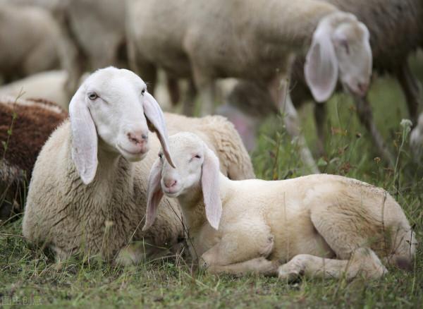 秋冬季節,母羊產後,這2件事養羊人需要做好 秋冬季節,母羊產後,這2件事養羊人需要做好