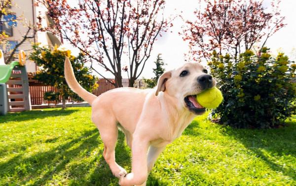 有點抑鬱，養個寵物會好點嗎？