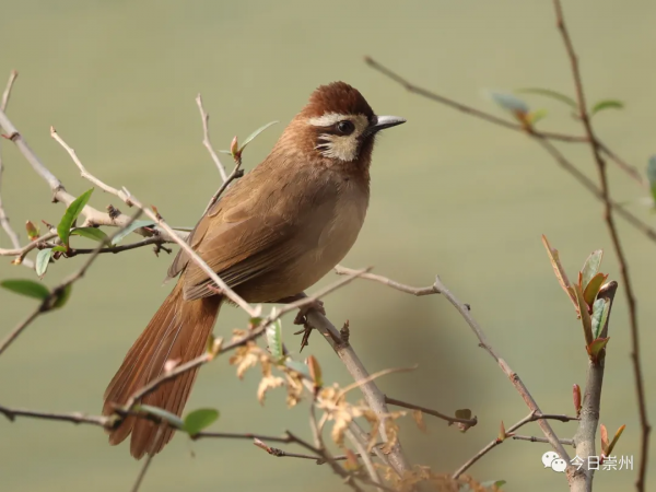 西河邊，看鳥去