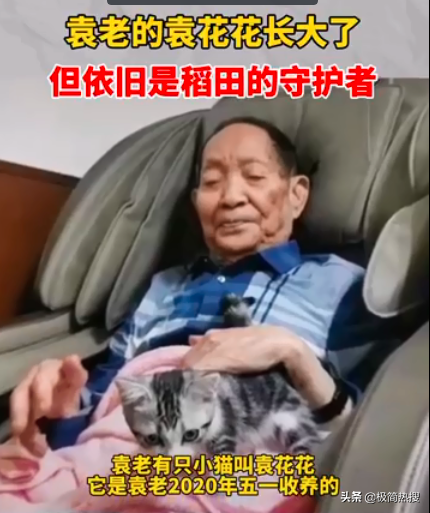 袁隆平爺爺的貓還在等他回家:到處都是他的味道,可是找不到他了 袁隆平爺爺的貓還在等他回家:到處都是他的味道,可是找不到他了