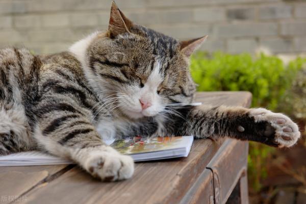 我的貓,教給我的四個美好品質 我的貓,教給我的四個美好品質