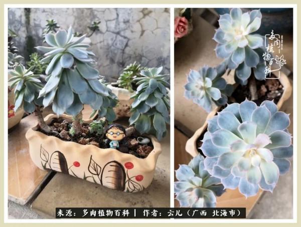 養花種多肉到底有什麼用？答案在這裡