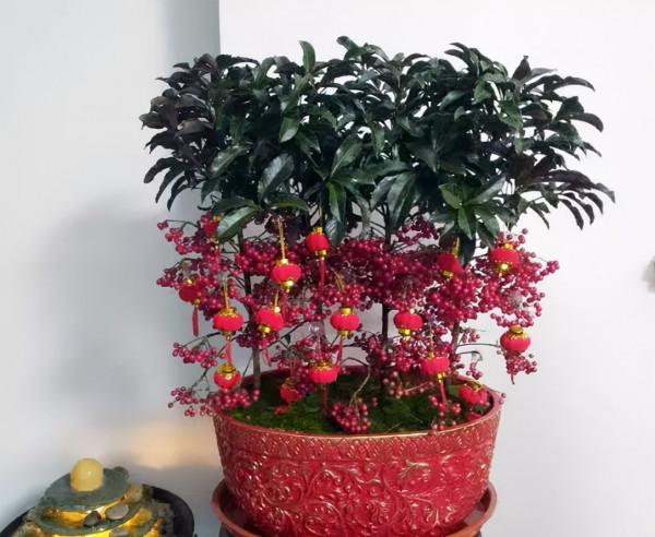 4種“富貴花卉”，家裡養一盆，喜慶又招財