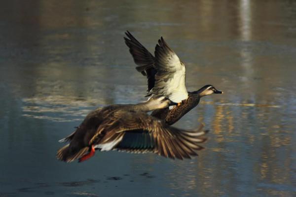 水鳥的家園 水鳥的家園