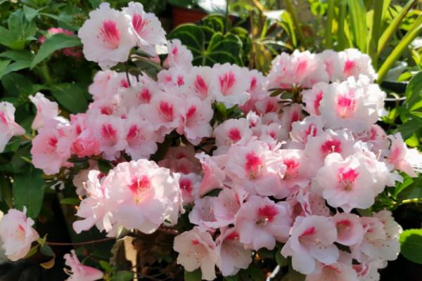 這4種花，即使再喜歡也別買，新手很難活，養活過的朋友請舉手