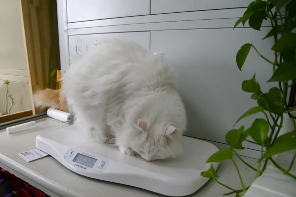 秋膘貼得好不好,體重秤上見分曉 秋膘貼得好不好,體重秤上見分曉