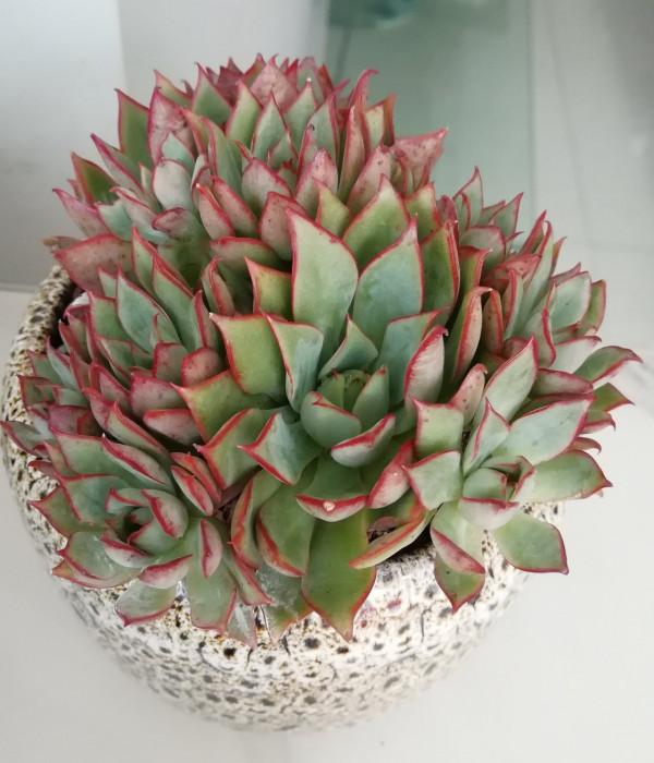 有人被我帶入肉坑,看看給新手都買了什麼肉 有人被我帶入肉坑,看看給新手都買了什麼肉