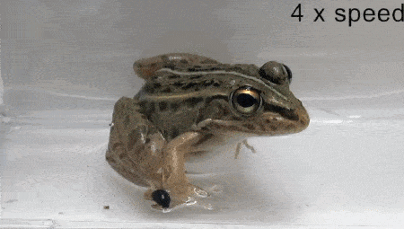 神奇的昆蟲逃生