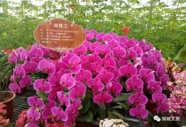 新春來賞花，感受春的氣息