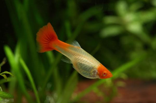 老魚友都在說“養魚先養水”，為什麼要養水？應該如何養水？