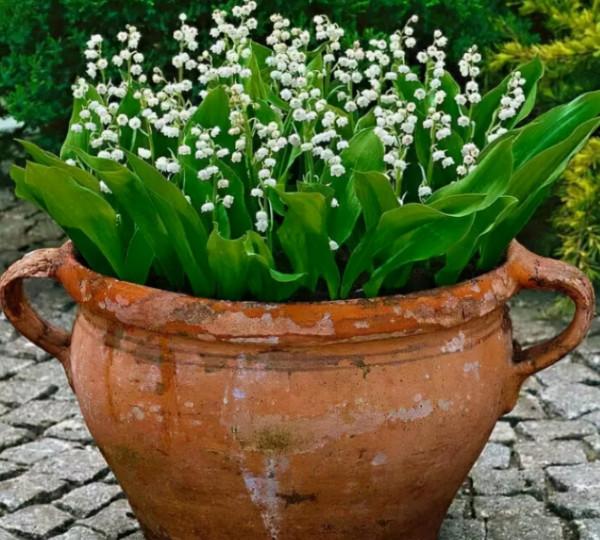 5種純潔的白色花卉,看一眼就想養一盆 5種純潔的白色花卉,看一眼就想養一盆