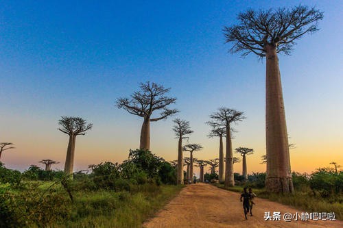 你不知道的20條國家冷知識——“奇妙的”馬達加斯加