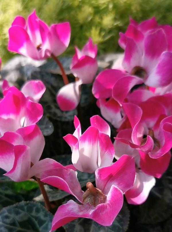 適合冬季養的“3種花”，天天有花可看，越冷花越豔、吉祥又美麗