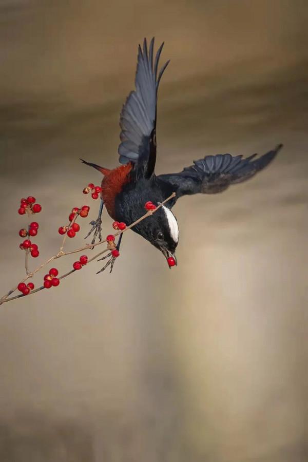 京西驚現白頂溪鴝!在平原地帶屬罕見鳥種 京西驚現白頂溪鴝!在平原地帶屬罕見鳥種