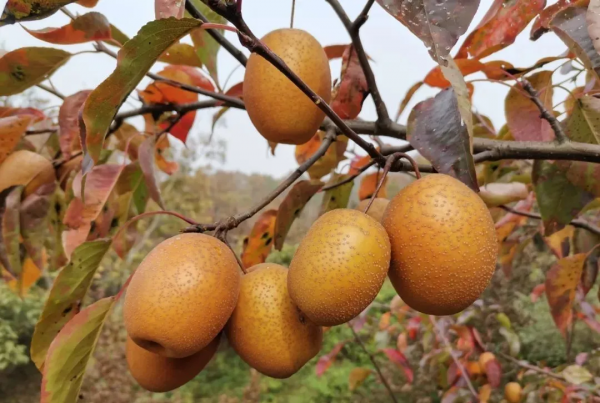 “幸福”樹,“黃金”果!廟子鎮黃柏村,鄉村旅遊發展結碩果! “幸福”樹,“黃金”果!廟子鎮黃柏村,鄉村旅遊發展結碩果!