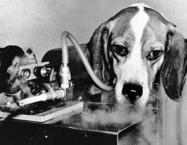 為證明吸菸無害，英國菸草公司讓狗每天吸30支菸，三年後結果如何