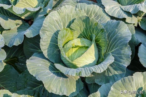 極易使葉菜蔬菜&quot;壞菜&quot;的是哪種肥料？2個&quot;提示&quot;&quot;3個不適於&quot;可避坑