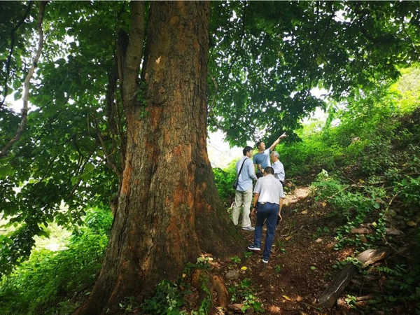 深山瑰寶！藏在雲南哀牢山中的古樹名木