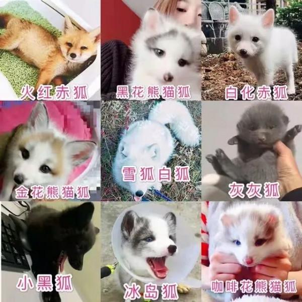 一年賣掉3000只狐狸，貓狗已經滿足不了95後的“野心”