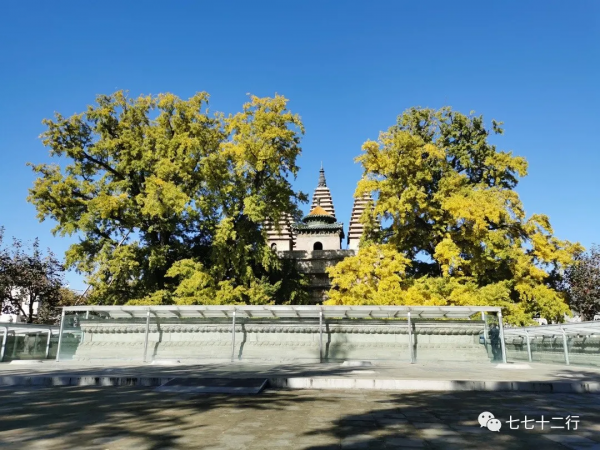 北京金秋賞銀杏 | 五塔寺 北京金秋賞銀杏 | 五塔寺
