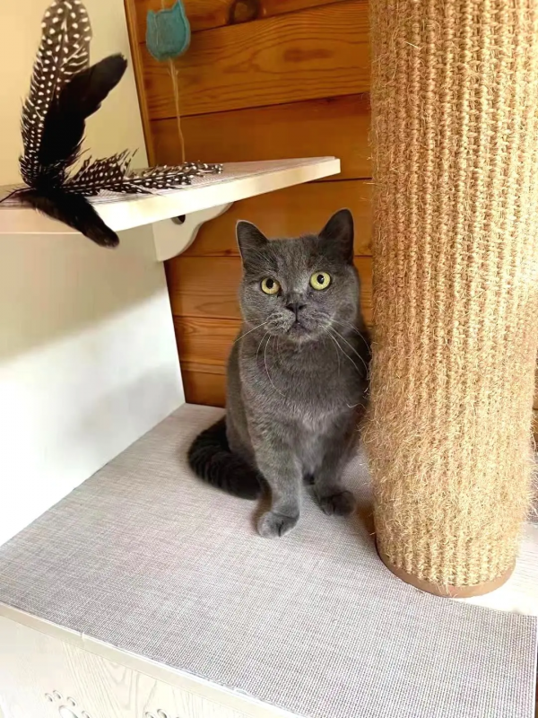 《論“肚腩”對小貓咪的重要性》