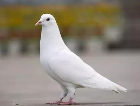 你第一眼看到啥動物，看到蝴蝶等於脾氣好