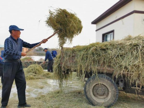 半島聚焦丨大米賣到200元一斤！闊別40年，西海岸島耳河再飄稻花香