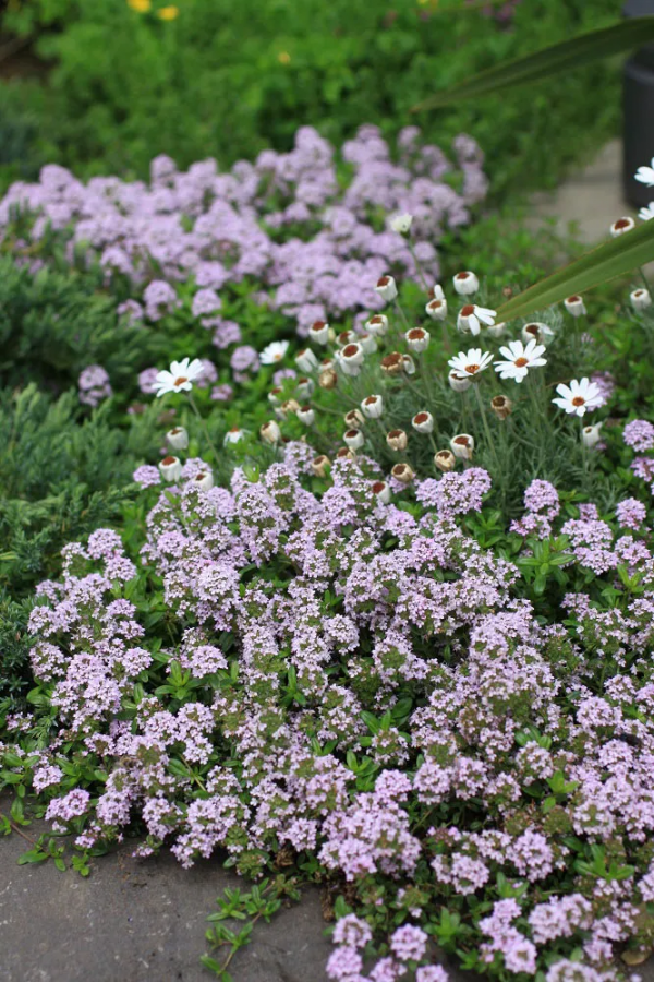 7種最好用的地被植物：豐富花境花園色彩，控制雜草